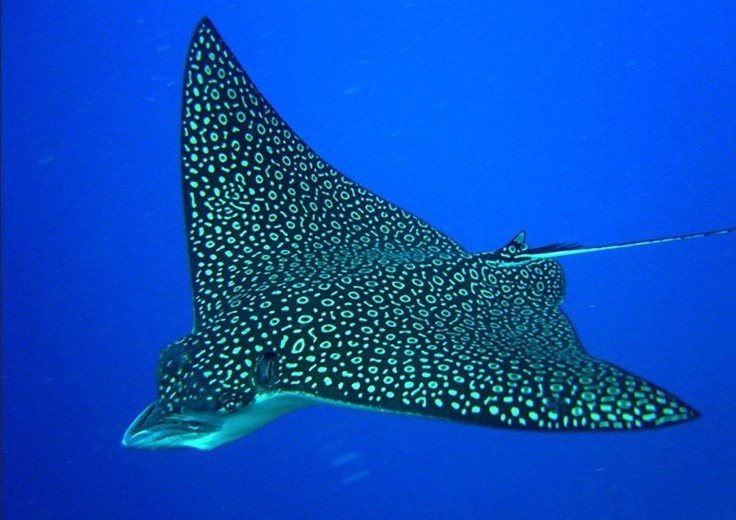 Photo:  Manta Ray